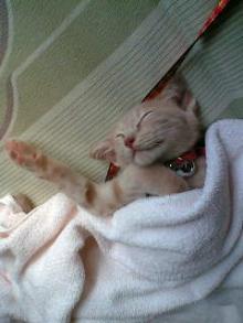 仔猫