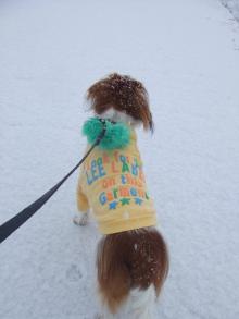 BLUE＆SNOW　スタッフブログ