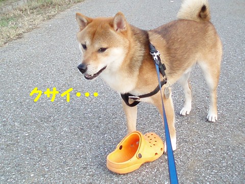 クサイ・・・