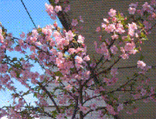 河津桜