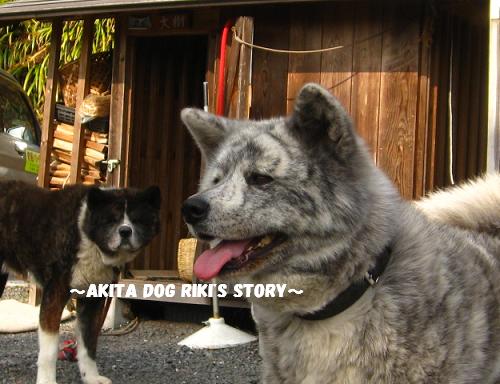 秋田犬　リキの物語