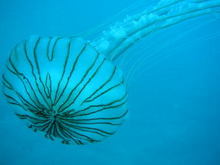 海のくらげー１
