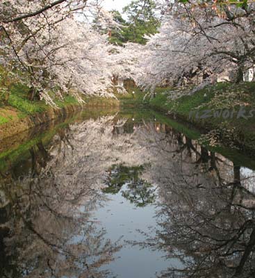 水鏡の桜