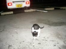 野良猫ブッチーニ