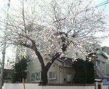 2008032712190000.jpg