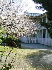 0330sakura