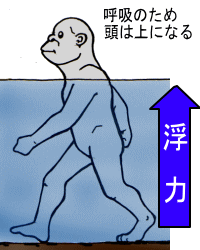 直立姿勢のなぎさ原人