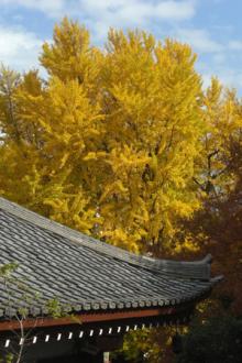 AA