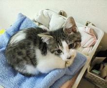 タオルの上でもふーん