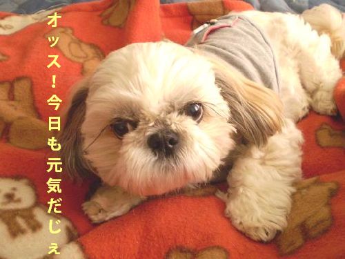 ハッピーとママのポチポチ日記-genki