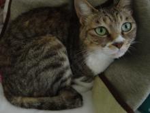 cat 3