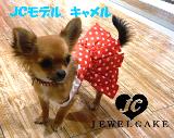 jewelcake JEWELCAKE