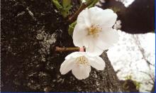 桜補正済