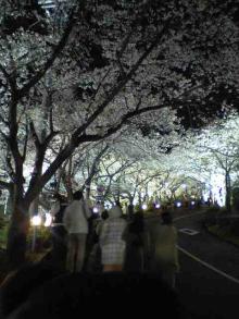 夜桜1