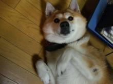まゆげ２