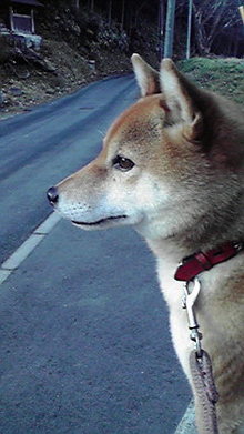 目の前に嶋があるから-2009010307540000.jpg