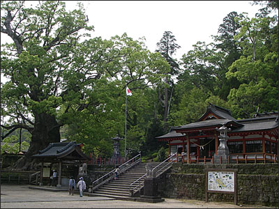 大楠
