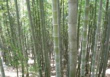 竹林