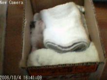 あっちぃぜ。
