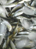 080720_1728~01001.jpg