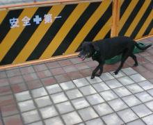 モモ安全第一