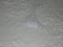 酒母