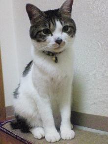しゃきん