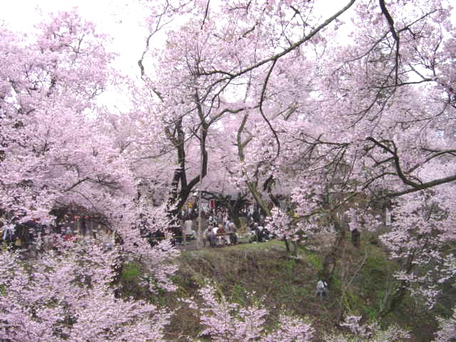高遠の春(長野県伊那市高遠町)