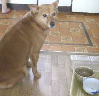 ハナコ食前
