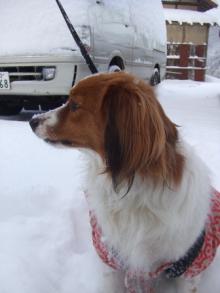 BLUE&SNOW スタッフブログ