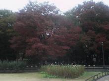 紅葉１