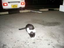 野良猫ブッチーニ