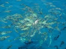 big shoal of fish