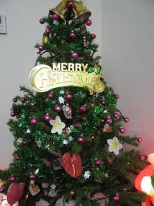 mino’aka-christmas tree