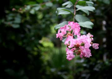 Canon EOS kiss DigitalX初日