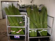Premium Greens Australia のブログです。-arrived steel grass