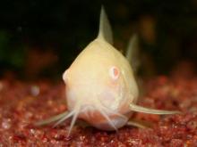 ウインク1