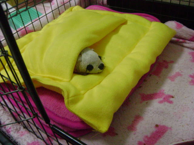 フェレットまーちゃんのおねんね