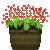 植物