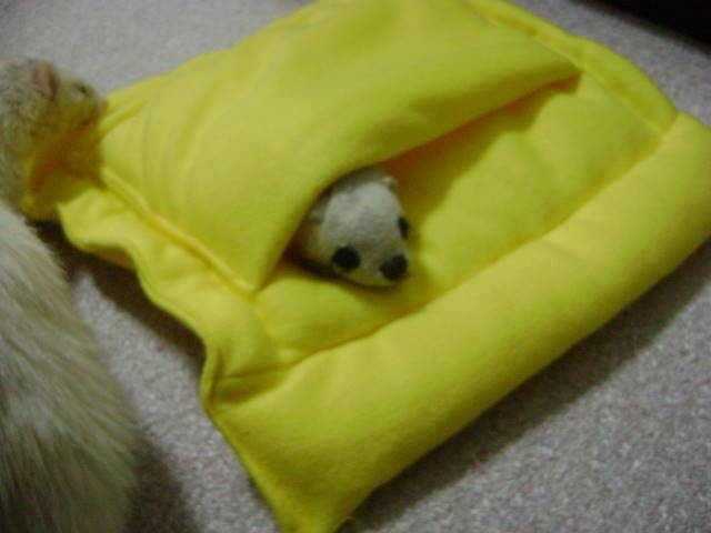 フェレットまーちゃんのおねんね