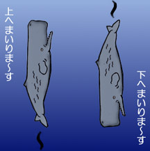 マッコウクジラの潜り方