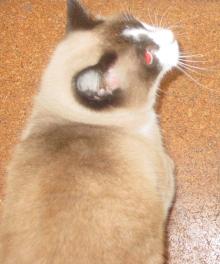 たー