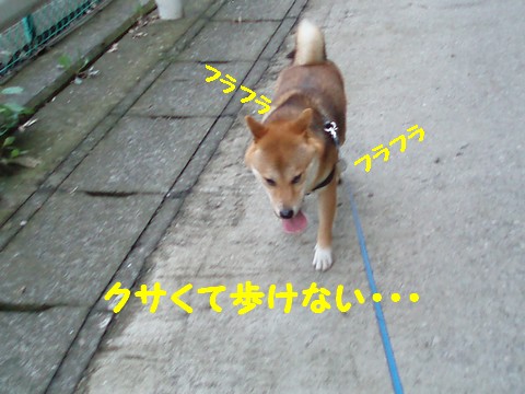 クサくて歩けない