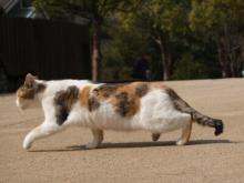 ねこ