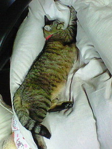 NEC_0021.jpg