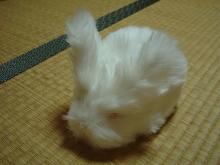 うさぎ前