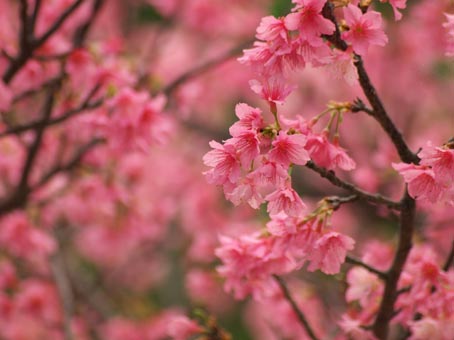 桜さくら