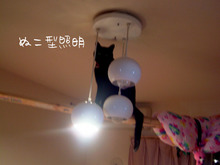 照明