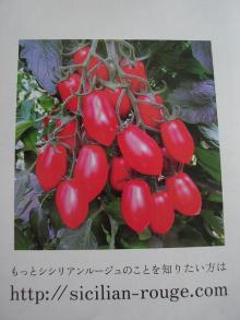 アルベンスパイオニアシシリアンルージュ