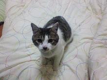 ﾏﾏの手を狙ってますにゃ！